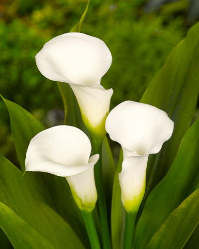 ZANTEDESCHIA CRYSTAL CLEAR 25 kusov